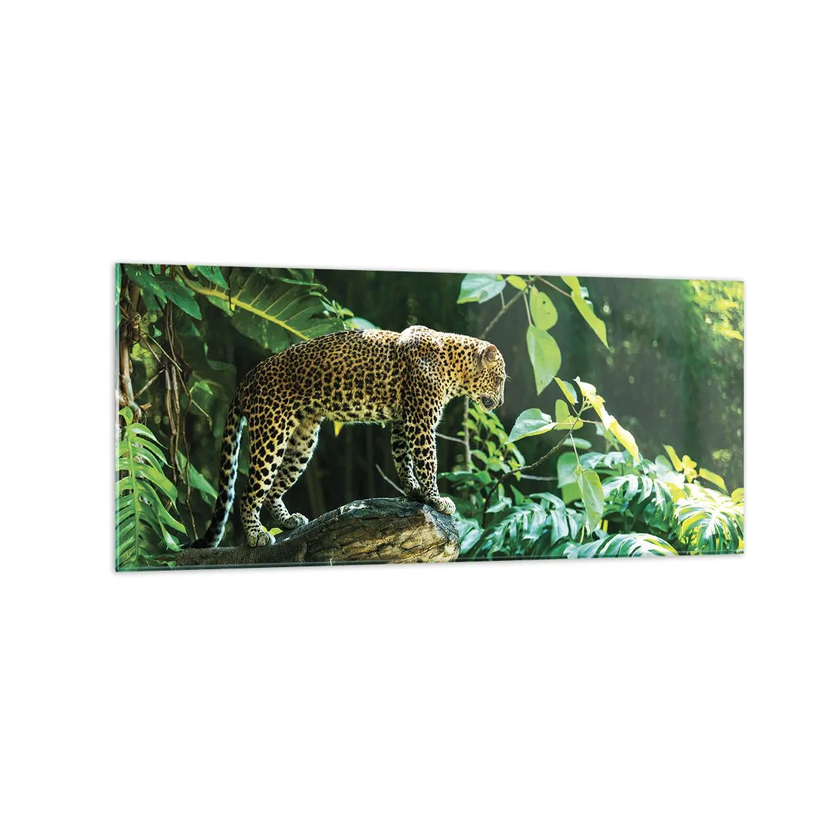 Quadro su vetro - Un leopardo in piedi su una roccia circondato da vegetazione tropicale - 120x50cm - A caccia? - Decorazione murale moderna per soggiorno e camera da letto ARTTOR