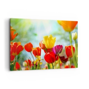 Quadro su tela - Stampe su Tela - Tulipani colorati al sole - 100x70cm - Tutti i colori del sole - Decorazione murale moderna per soggiorno e camera da letto ARTTOR