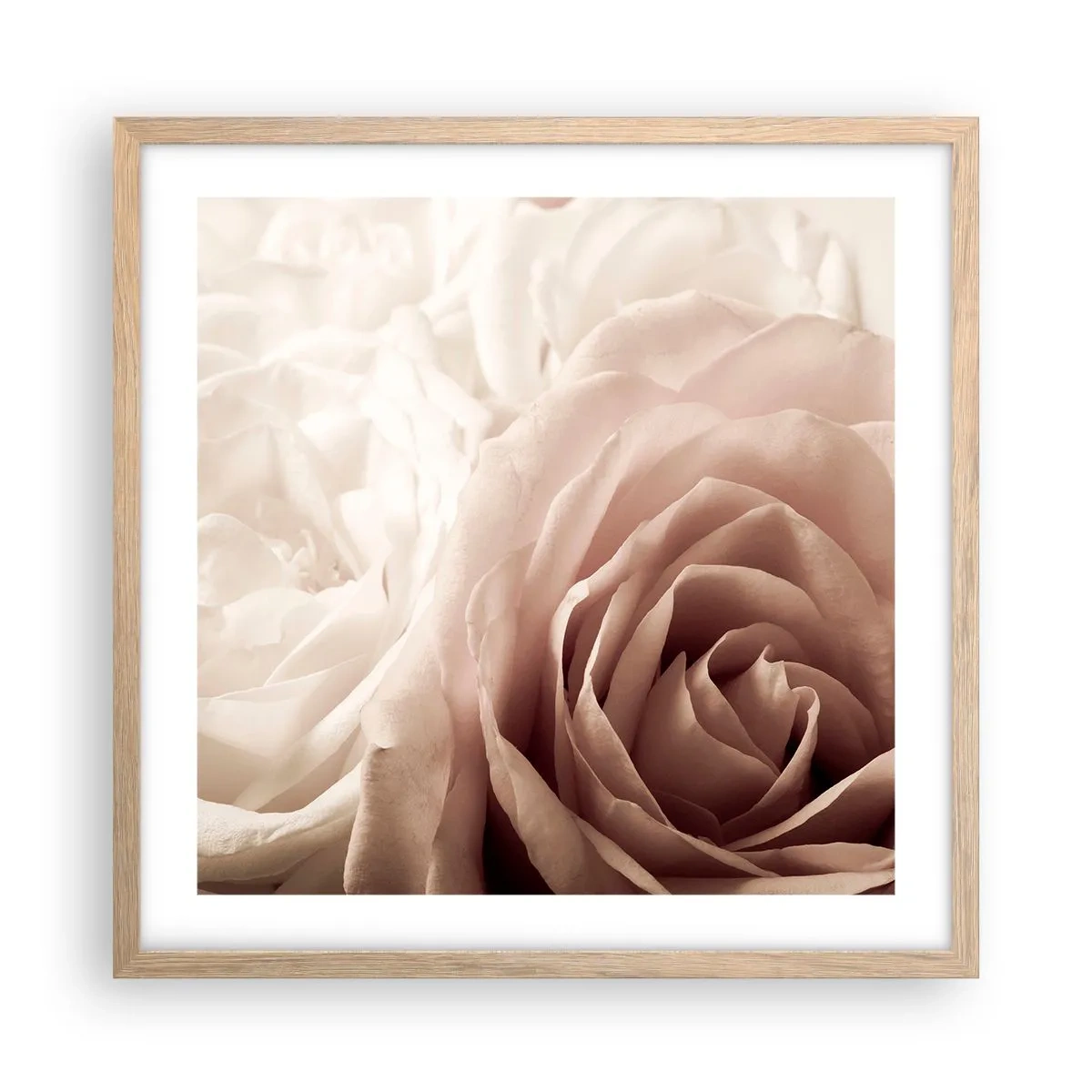 Poster in cornice rovere chiaro - Nel cuore della rosa - 50x50 cm