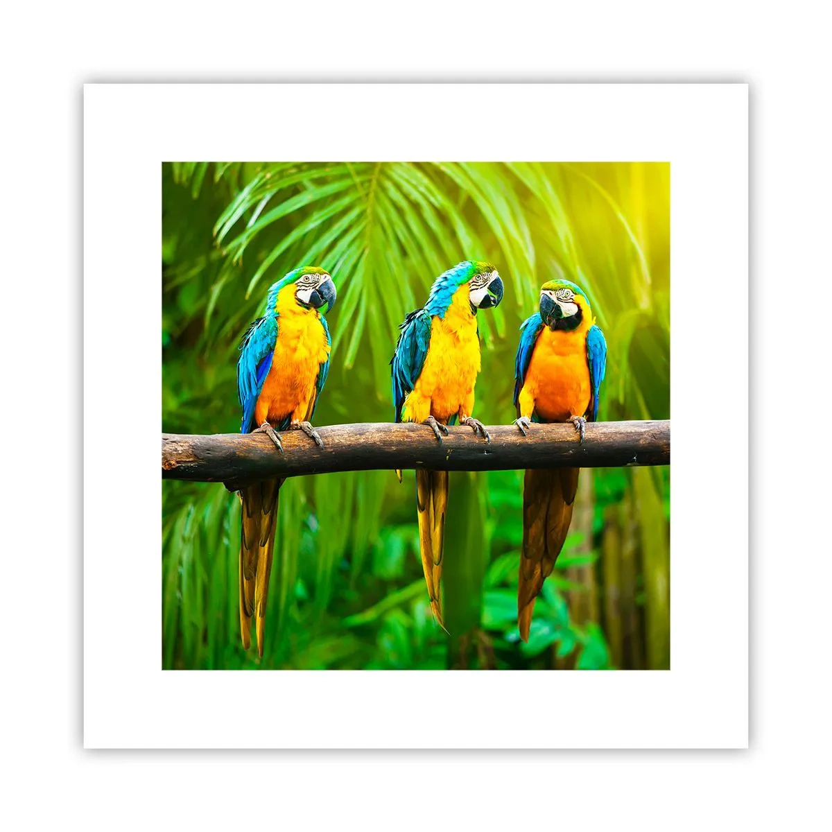 Poster - Hai sentito che ha fatto? - 30x30 cm