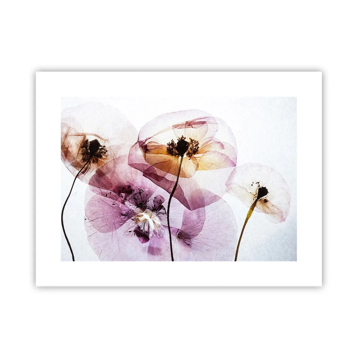 Poster - Fiori trasparenti - 40x30 cm