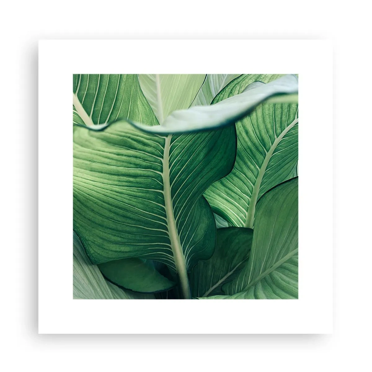 Poster - Una vita intensamente verde - 30x30 cm