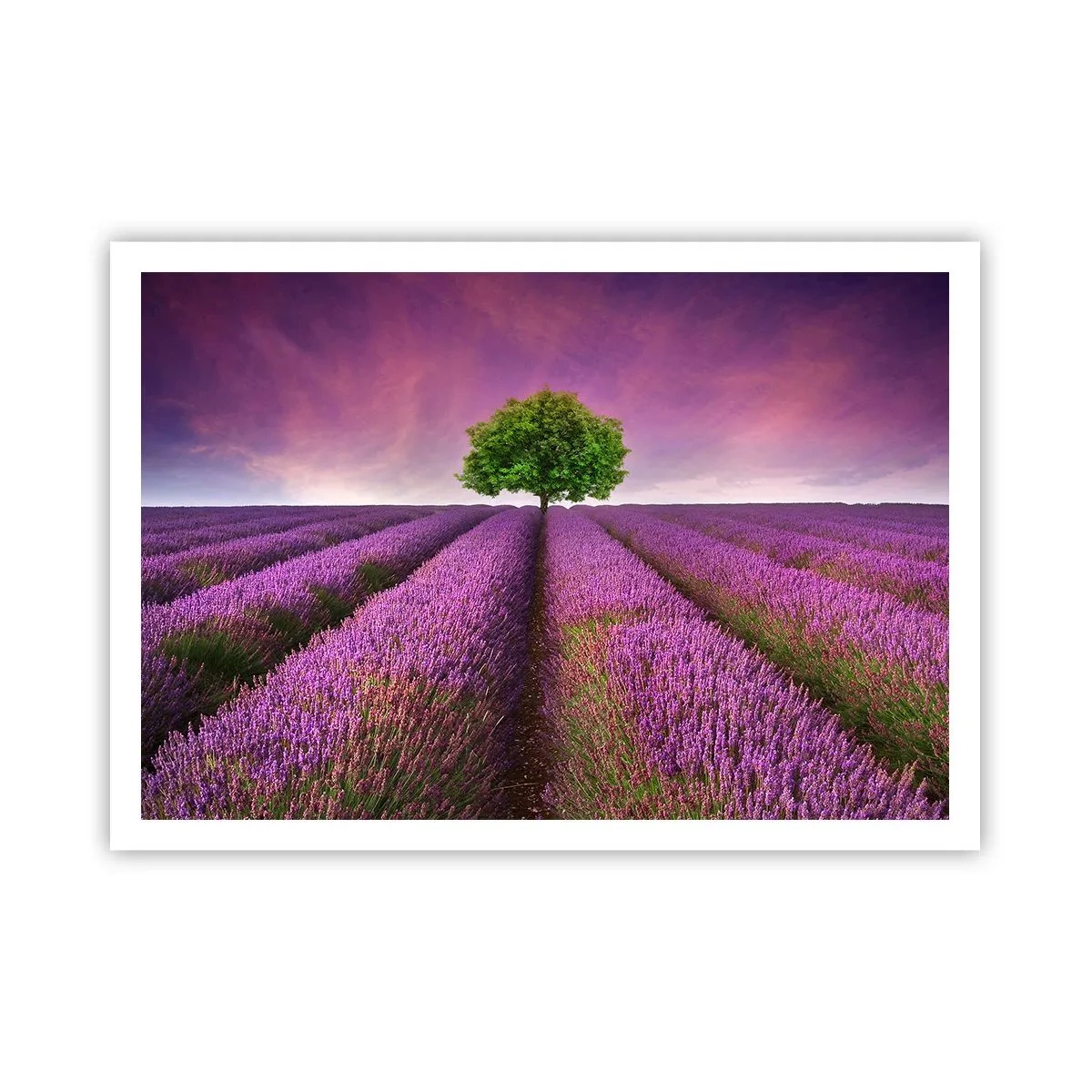 Poster - Un campo di lavanda con un albero solitario e un cielo viola - 100x70cm - Sui campi di lavanda - Decorazione murale moderna per soggiorno e camera da letto ARTTOR