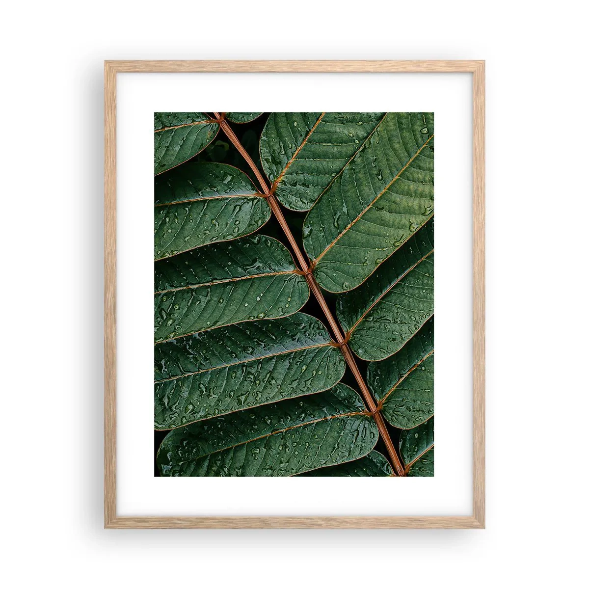 Poster in cornice rovere chiaro - Al ritmo verde - 40x50 cm