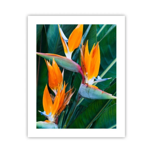 Poster - È un fiore o un uccello? - 40x50 cm