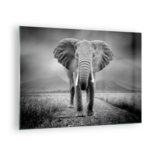 Quadro su vetro - Elefante nella savana in bianco e nero - 70x50cm - Il padrone di casa dà il benvenuto - Decorazione murale moderna per soggiorno e camera da letto ARTTOR