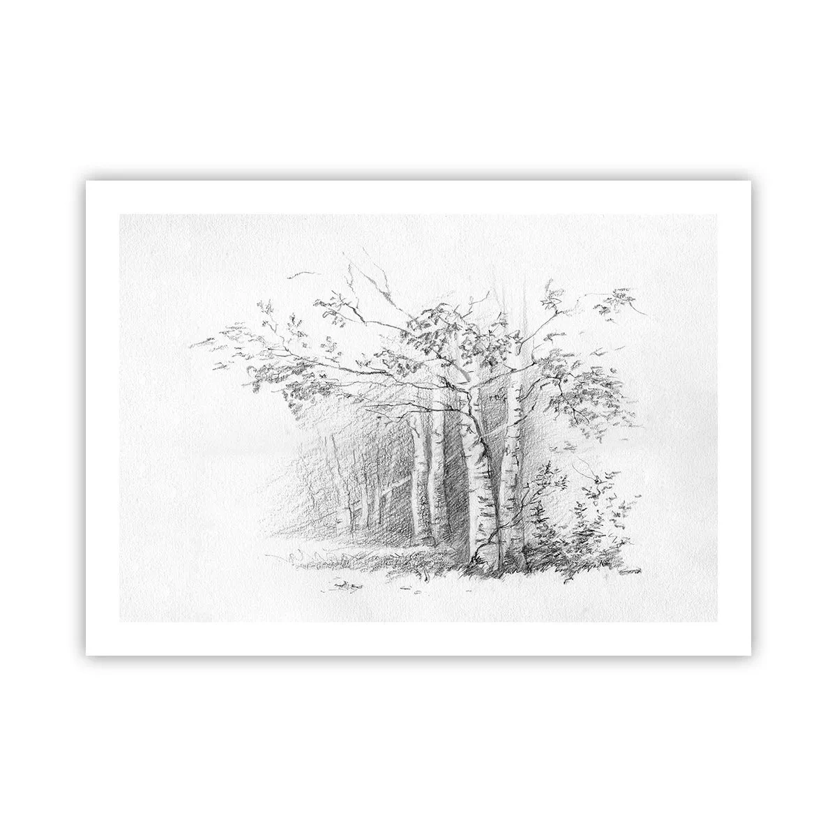Poster - La luce della foresta di betulle - 70x50 cm