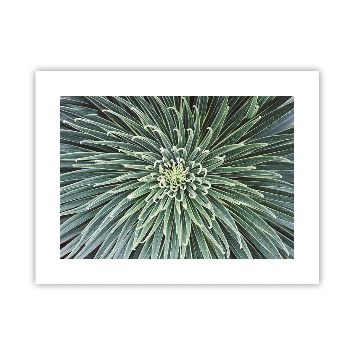 Poster - La nascita delle stelle - 40x30 cm