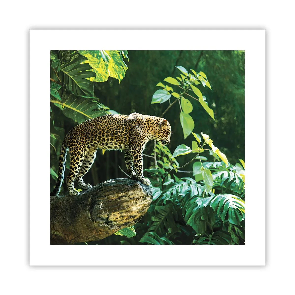 Poster - A caccia? - 40x40 cm