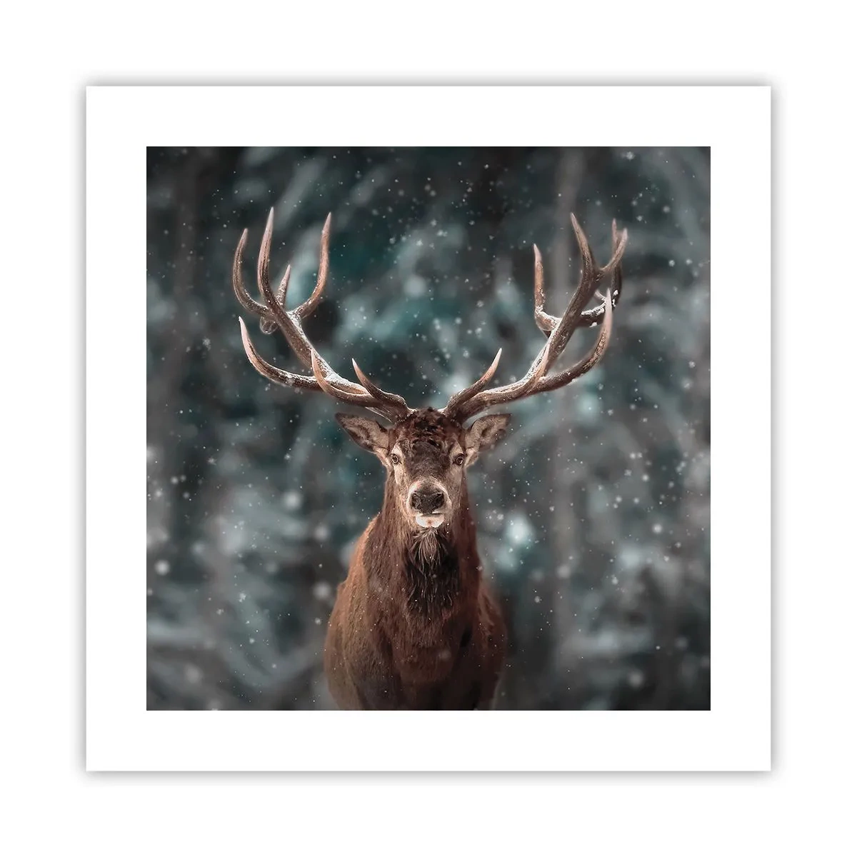 Poster - Il re del bosco incoronato - 40x40 cm