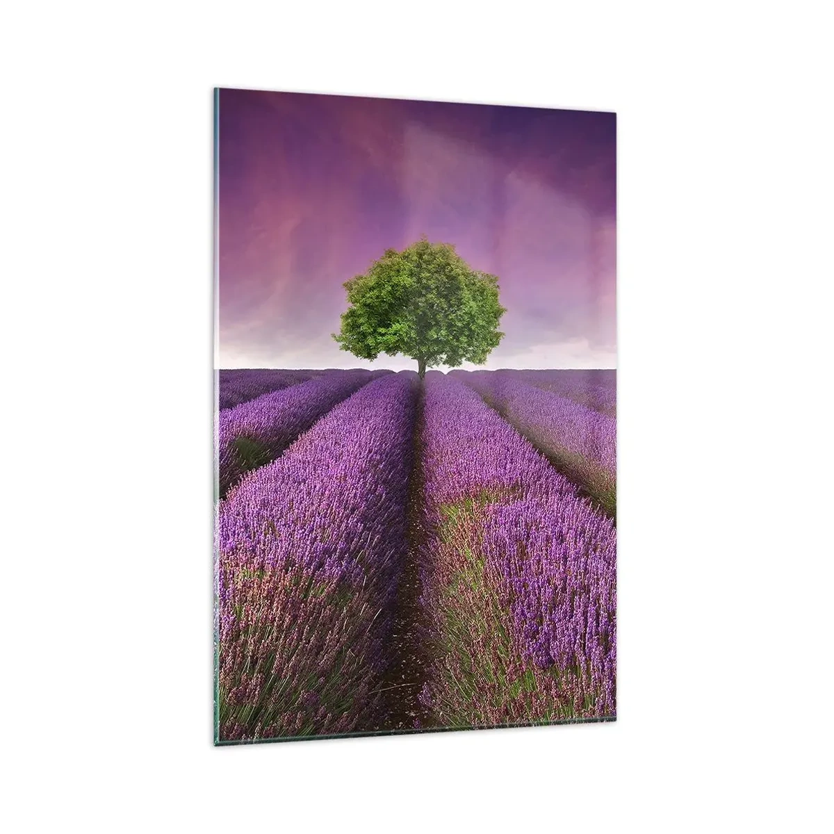 Quadro su vetro - Un campo di lavanda con un albero solitario e un cielo viola - 80x120cm - Sui campi di lavanda - Decorazione murale moderna per soggiorno e camera da letto ARTTOR