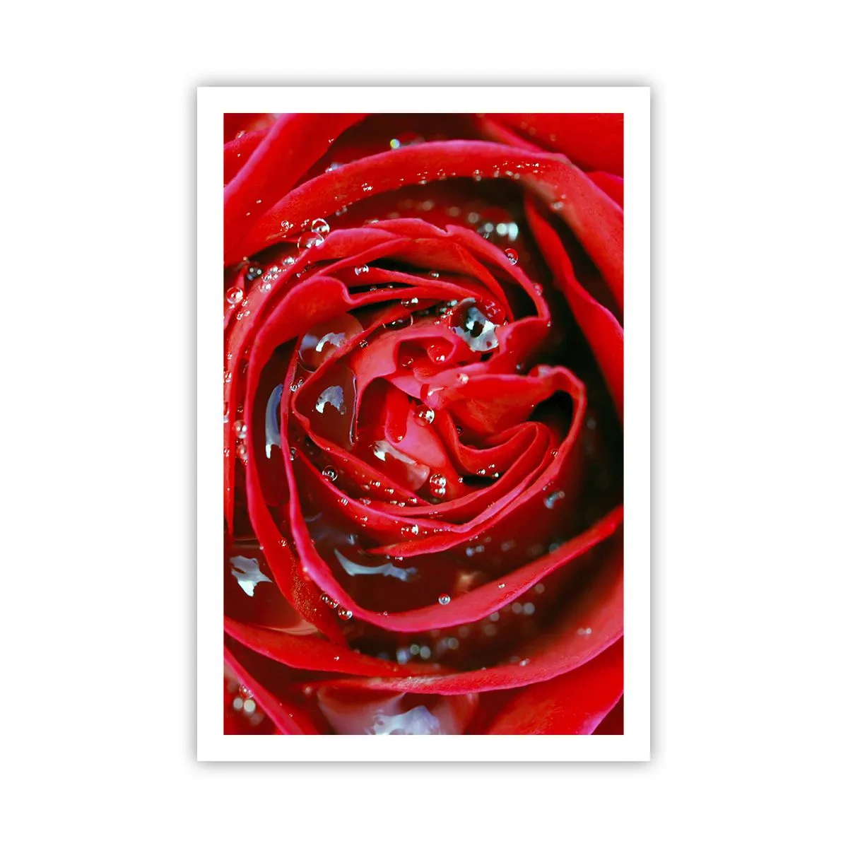 Poster - Nelle gocce della rugiada - 61x91 cm