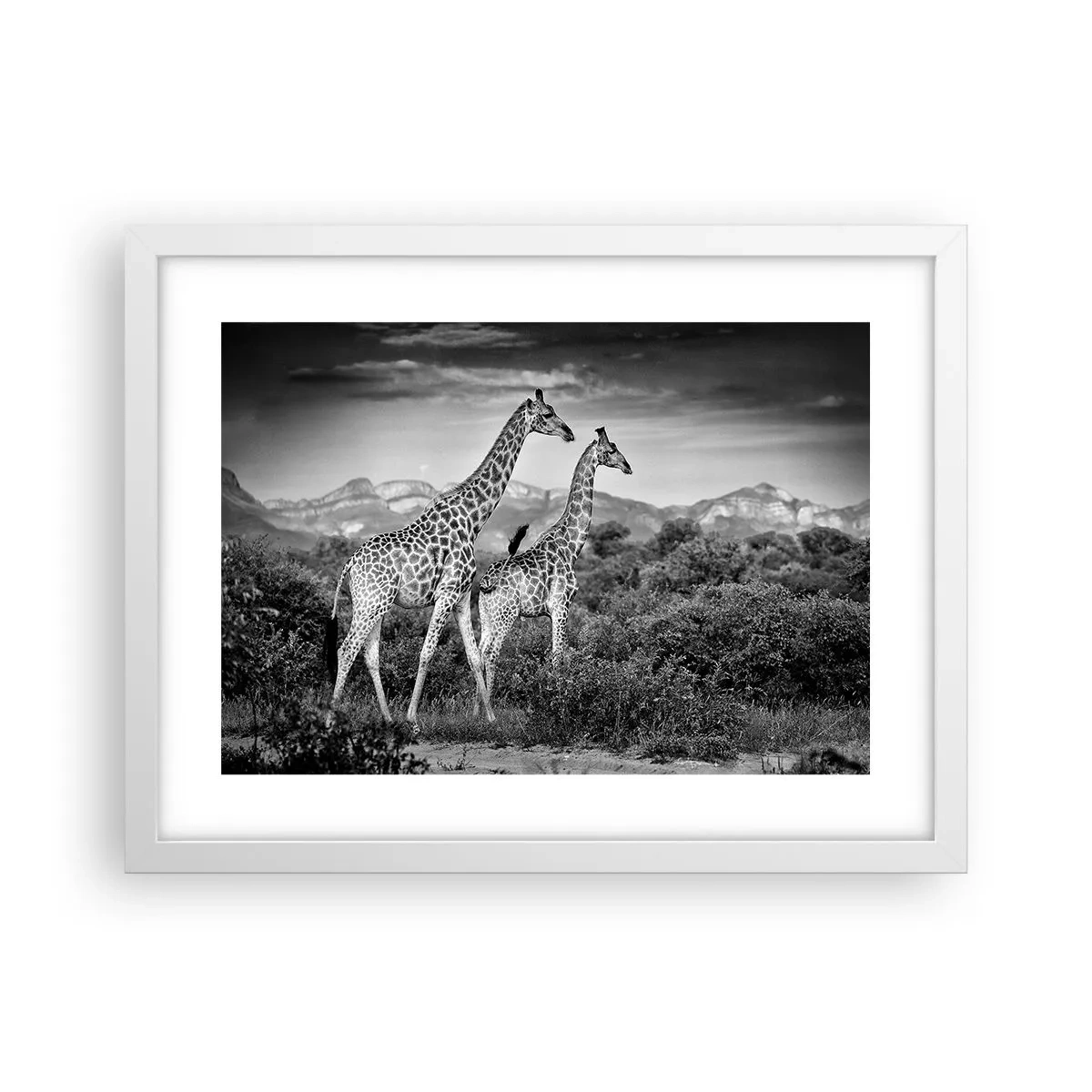Poster in cornice bianca - Alta classe in Africa - 40x30 cm