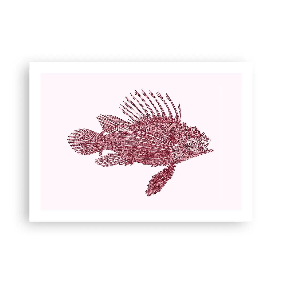 Poster - Abitante di mari esotici - 70x50 cm