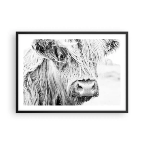 Poster in cornice nera - Ritratto di una mucca scozzese in bianco e nero - 70x50cm - Selvaticità scozzese - Decorazione murale moderna per soggiorno e camera da letto ARTTOR