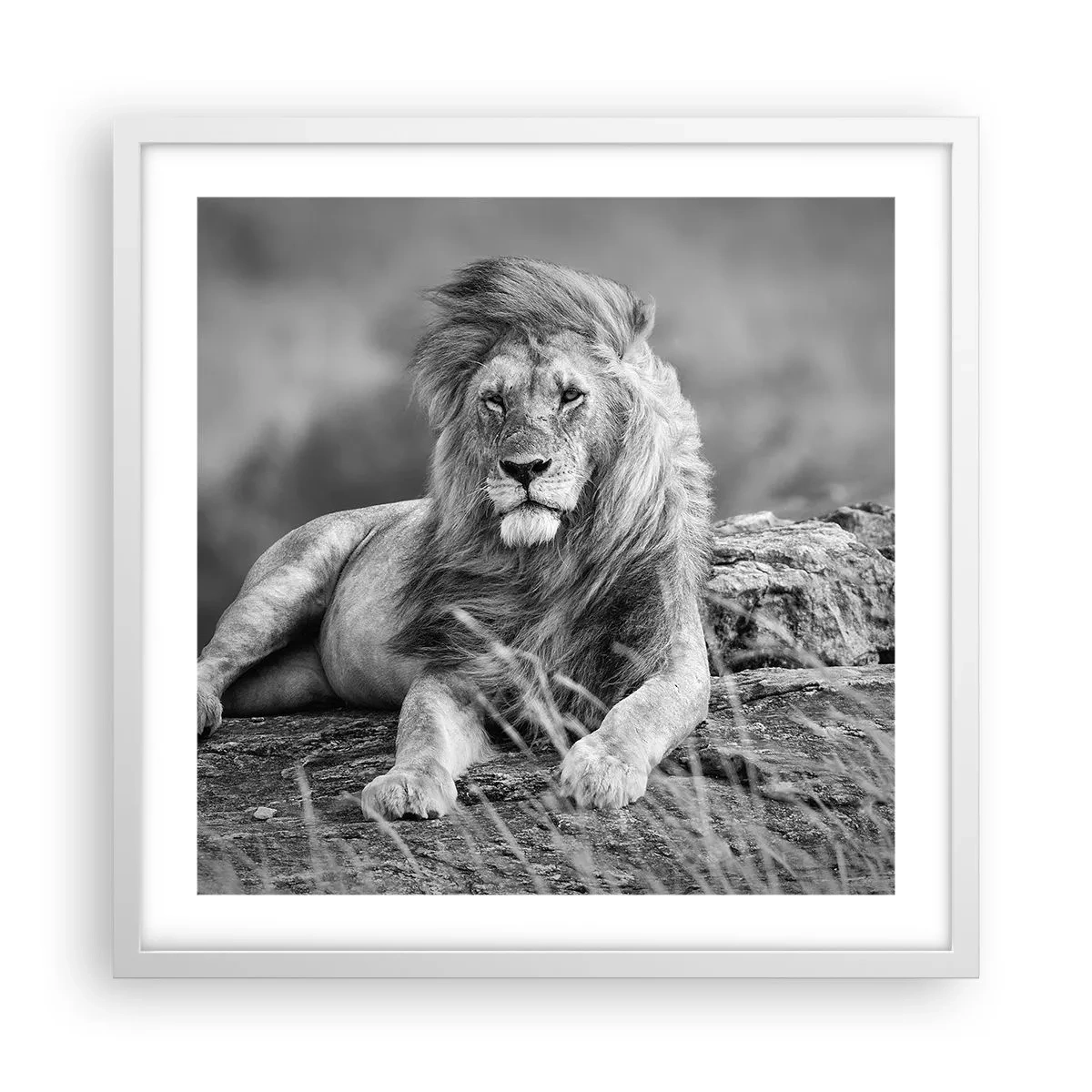 Poster in cornice bianca - La siesta del re - 50x50 cm