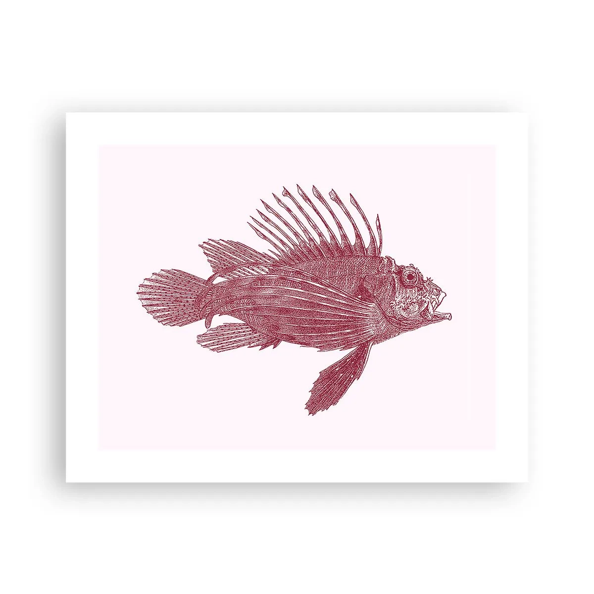 Poster - Abitante di mari esotici - 50x40 cm
