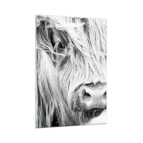 Quadro su vetro - Primo piano di un bovino scozzese a pelo lungo in bianco e nero - 50x70cm - Selvaticità scozzese - Decorazione murale moderna per soggiorno e camera da letto ARTTOR