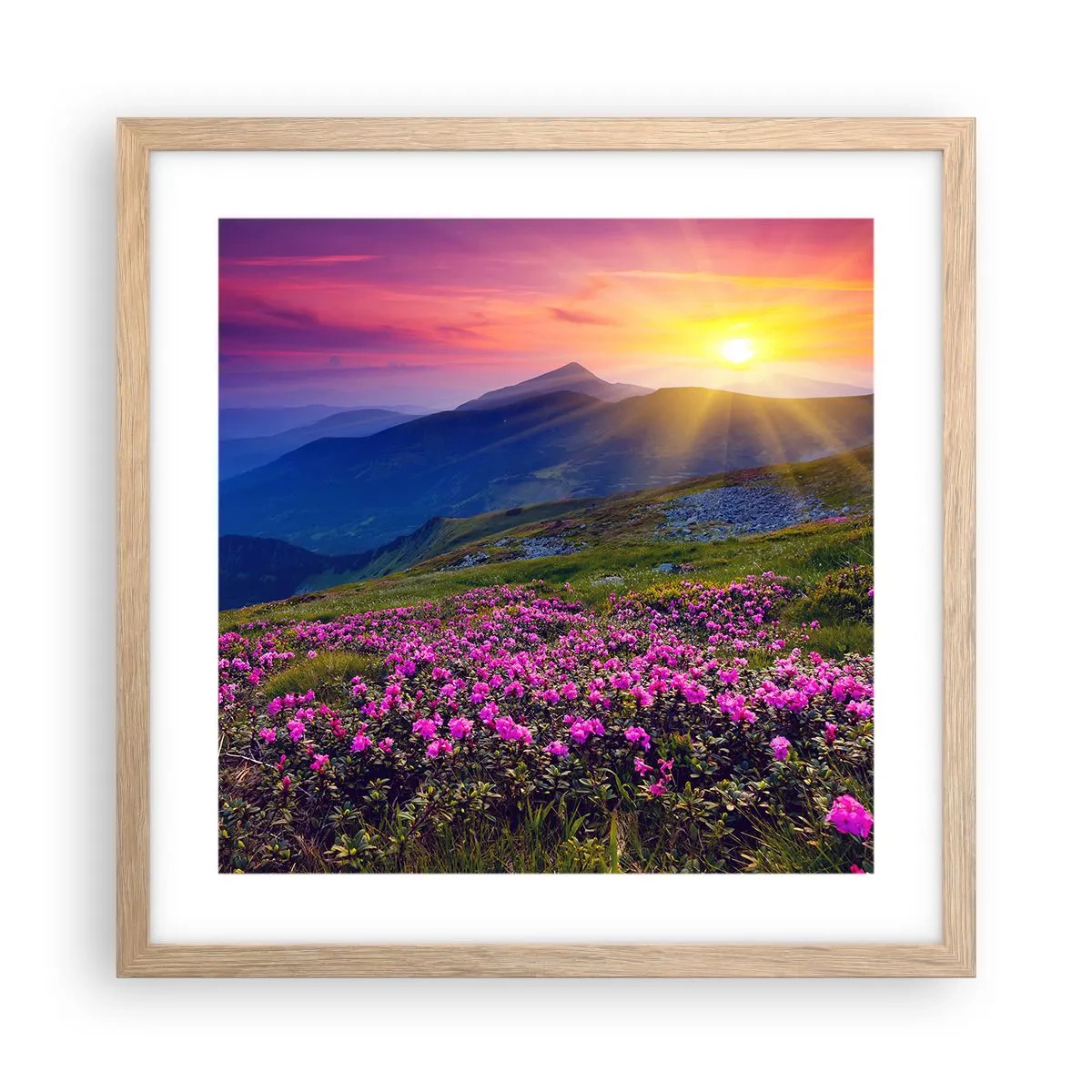 Poster in cornice rovere chiaro - Odore di mugo e profumo di erbe - 40x40 cm