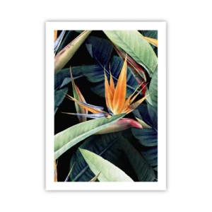 Poster - Fiore esotico di strelitzia su sfondo scuro - 50x70cm - I fiori fiammeggianti dei tropici - Decorazione murale moderna per soggiorno e camera da letto ARTTOR