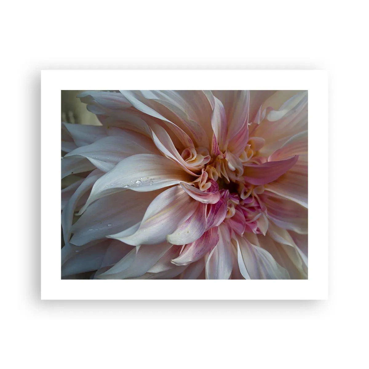 Poster - Freschezza in fiore - 50x40 cm