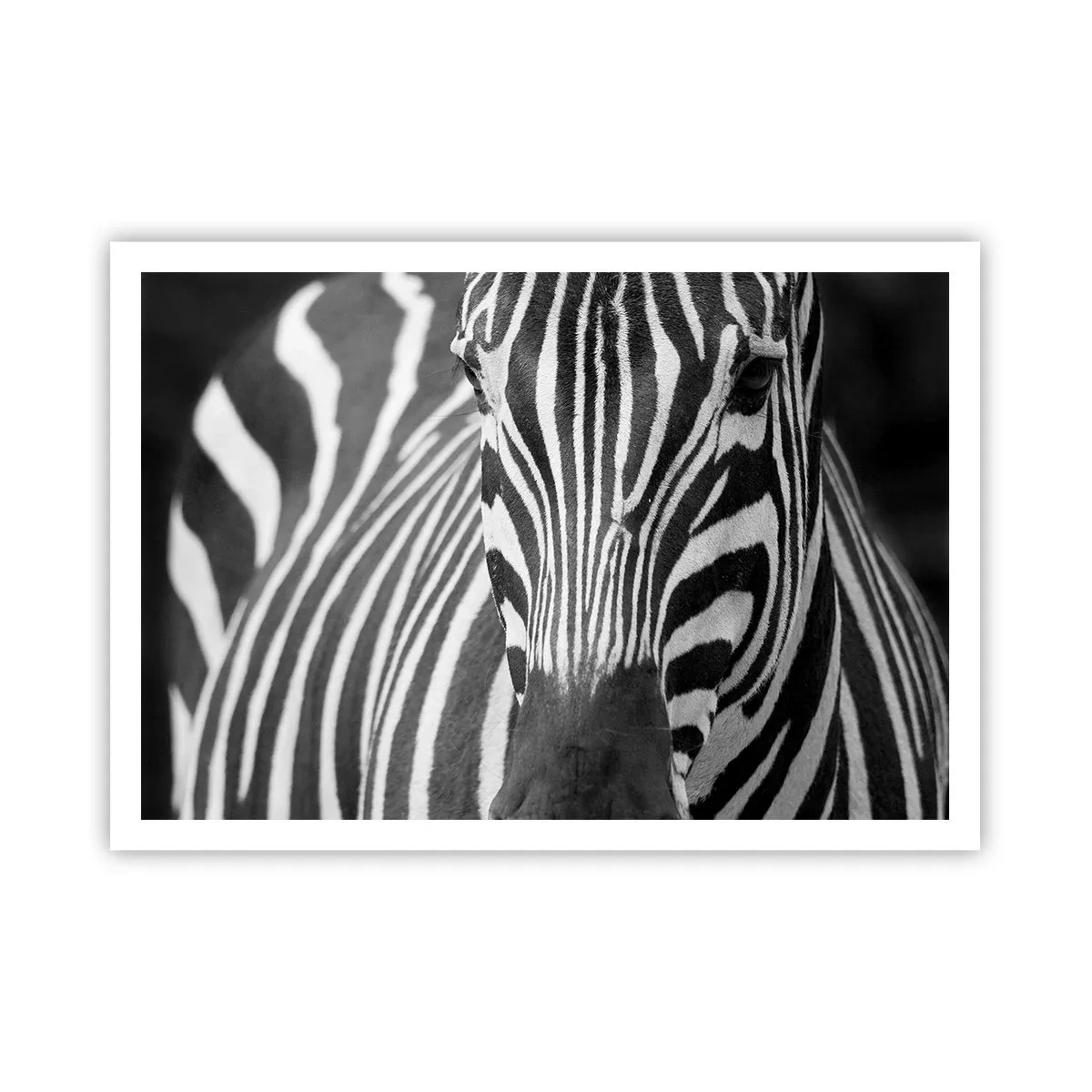Poster - Primo piano in bianco e nero di una zebra con le sue strisce distintive. - 100x70cm - Il mondo è in bianco e nero - Decorazione murale moderna per soggiorno e camera da letto ARTTOR