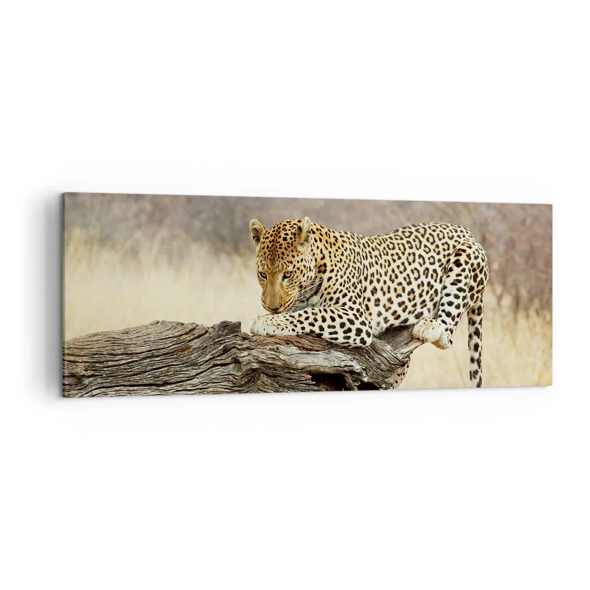 Quadro su tela - Stampe su Tela - Un leopardo che riposa sul tronco di un albero nella savana - 140x50cm - Vado per la mia strada - Decorazione murale moderna per soggiorno e camera da letto ARTTOR
