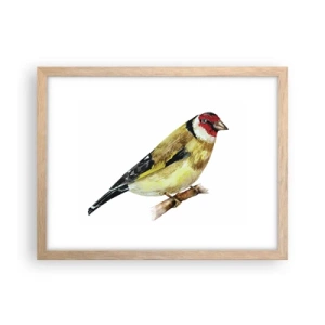 Poster in cornice rovere chiaro - Ritratto di uccello - 40x30 cm