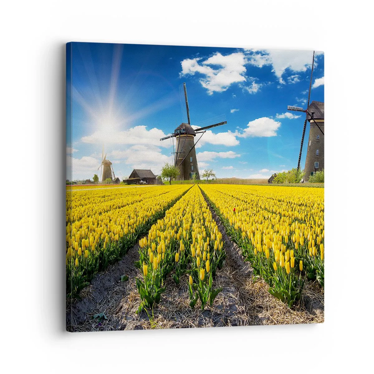 Quadro su tela - Stampe su Tela - Più olandesi di così non si può - 30x30 cm