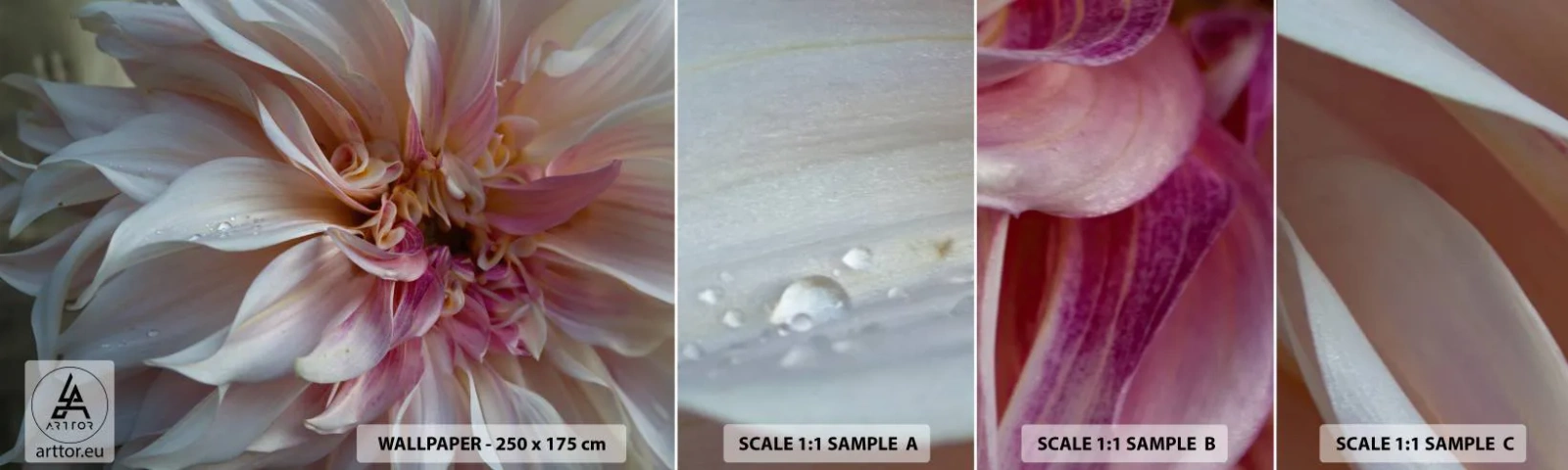 Campione Di Fotomurale Standard Eco - Freschezza in fiore - Fiore, Dalia, Pianta - 100x30 cm