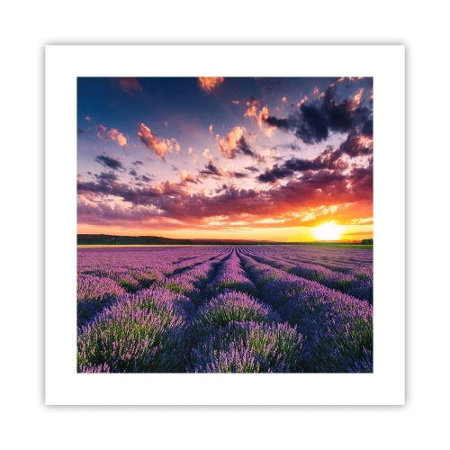 Poster - Il mondo della lavanda - 40x40 cm