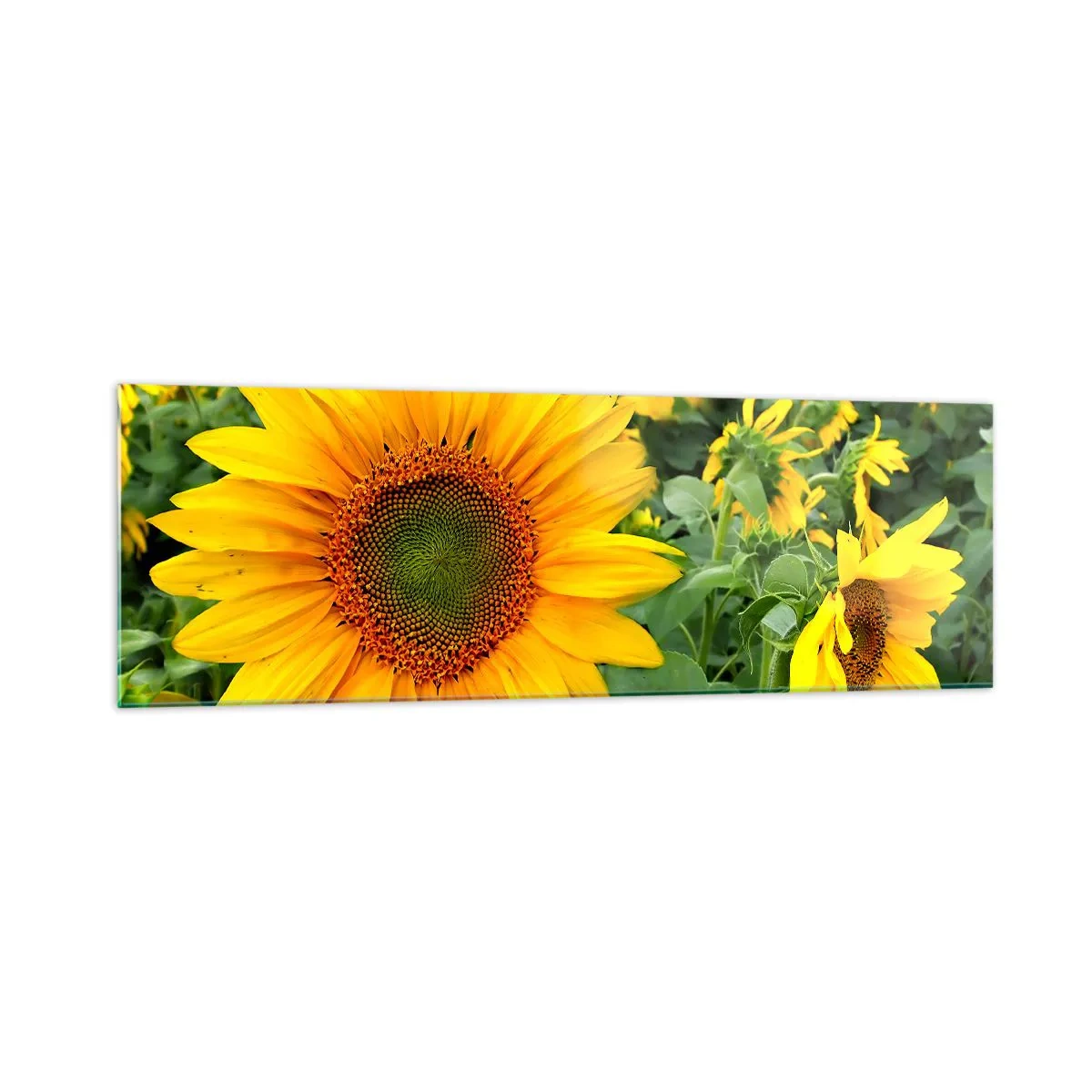 Quadro su vetro - Un campo di girasoli con fiori gialli su uno sfondo di foglie verdi - 160x50cm - Centinaia di soli ardono - Decorazione murale moderna per soggiorno e camera da letto ARTTOR