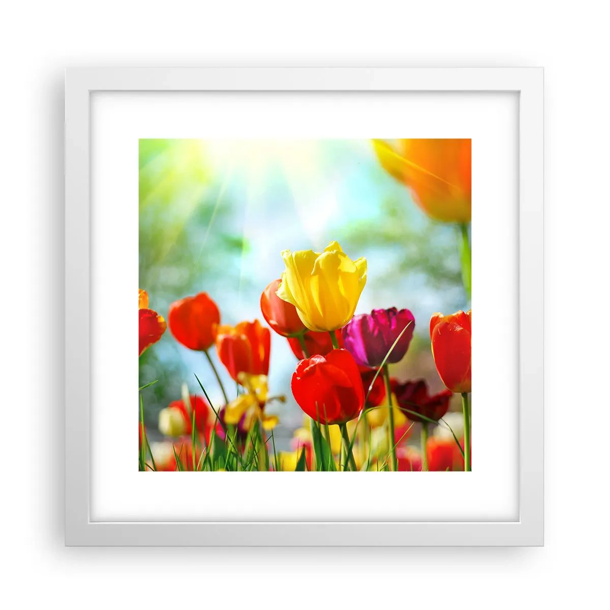 Poster in cornice bianca - Tutti i colori del sole - 30x30 cm