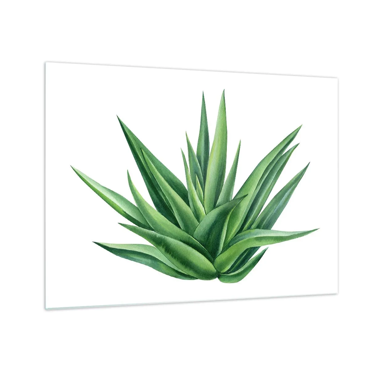 Quadro su vetro - Una pianta verde con foglie carnose su uno sfondo bianco - 70x50cm - Verde - forza - vita - Decorazione murale moderna per soggiorno e camera da letto ARTTOR