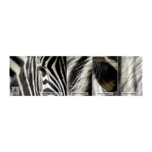 Campione di Fotomurale Adesivo Deluxe Sticker - Ritratto a strisce - Animali, Costolette, Africa - 100x30 cm