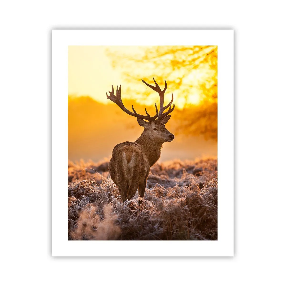 Poster - Il re del bosco estivo - 40x50 cm