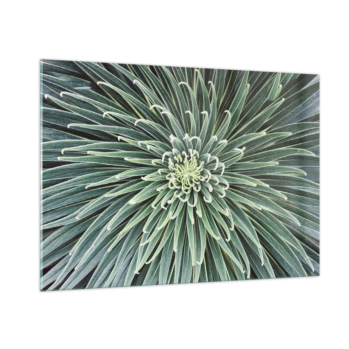 Quadro su vetro - Rosetta simmetrica di foglie verdi in macrofotografia - 100x70cm - La nascita delle stelle - Decorazione murale moderna per soggiorno e camera da letto ARTTOR