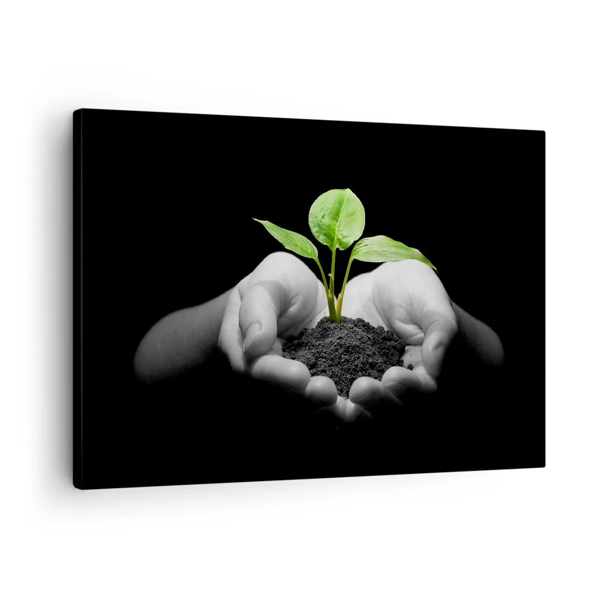 Quadro su tela - Stampe su Tela - Mani che tengono una pianta verde su uno sfondo nero - 70x50cm - Amo la natura, la proteggo - Decorazione murale moderna per soggiorno e camera da letto ARTTOR