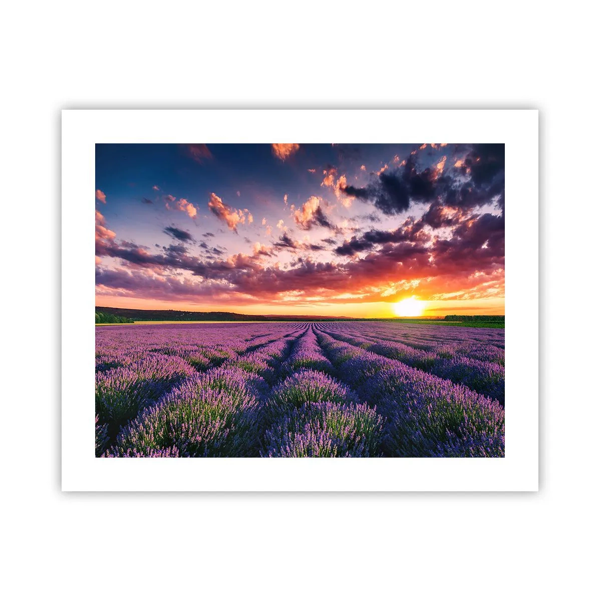 Poster - Il mondo della lavanda - 50x40 cm