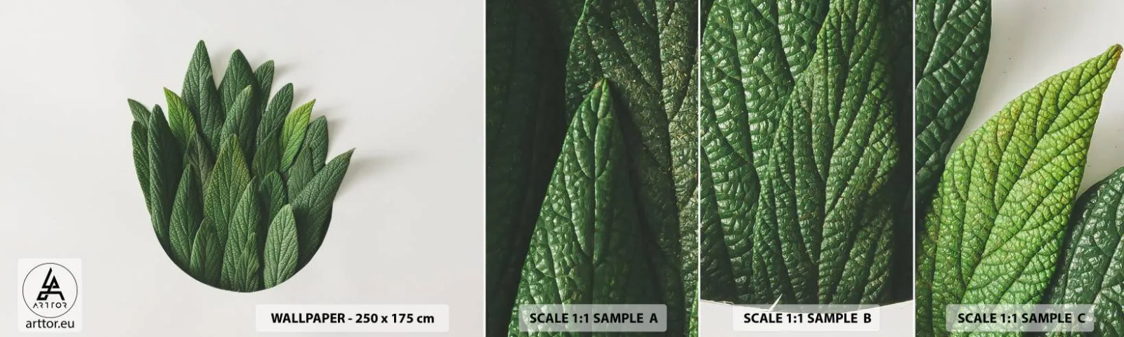 Campione Di Fotomurale Standard Eco - Curiosità irrefrenabile - Saggio, Foglia di salvia, Erba - 100x30 cm