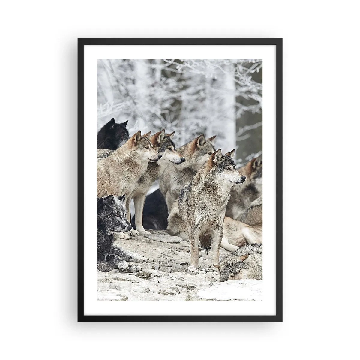 Poster in cornice nera - Un gruppo di lupi nella foresta invernale - 50x70cm - Famiglia e amici - Decorazione murale moderna per soggiorno e camera da letto ARTTOR
