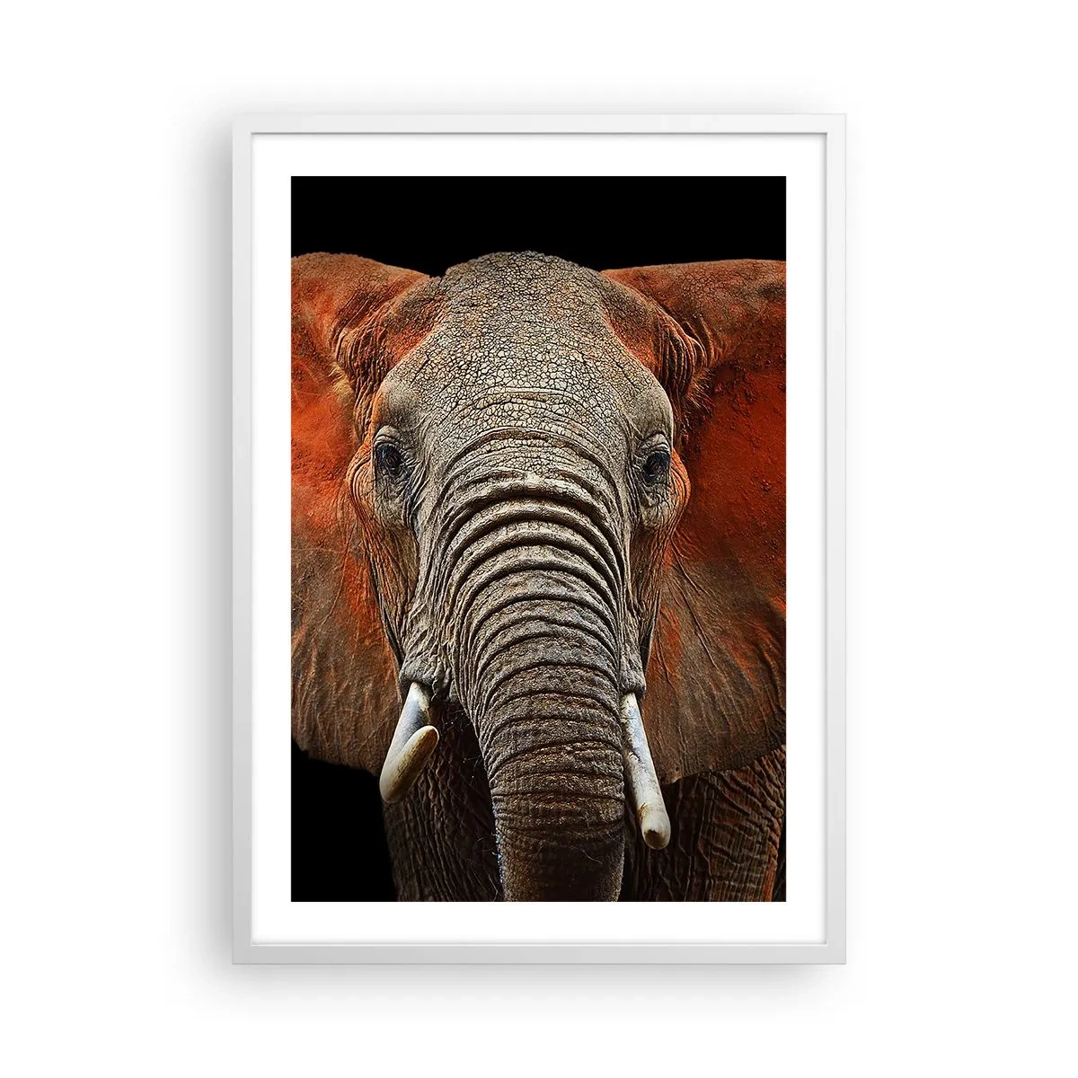 Poster in cornice bianca - Sono selvaggio e tu? - 50x70 cm