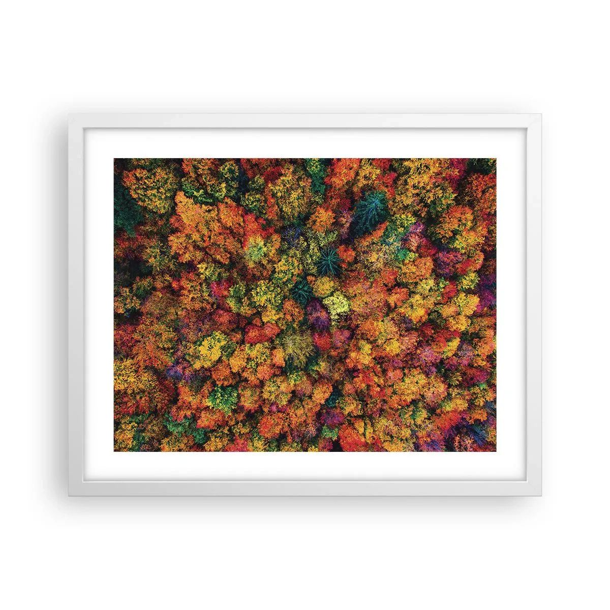 Poster in cornice bianca - Il bouquet degli alberi d'autunno - 50x40 cm