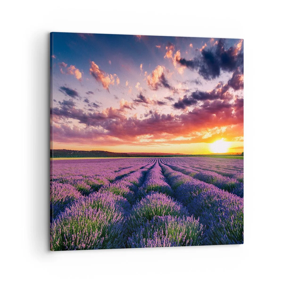 Quadro su tela - Stampe su Tela - Il mondo della lavanda - 50x50 cm