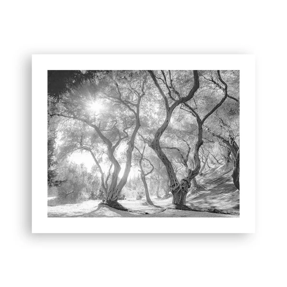 Poster - Nell'orto degli ulivi - 50x40 cm