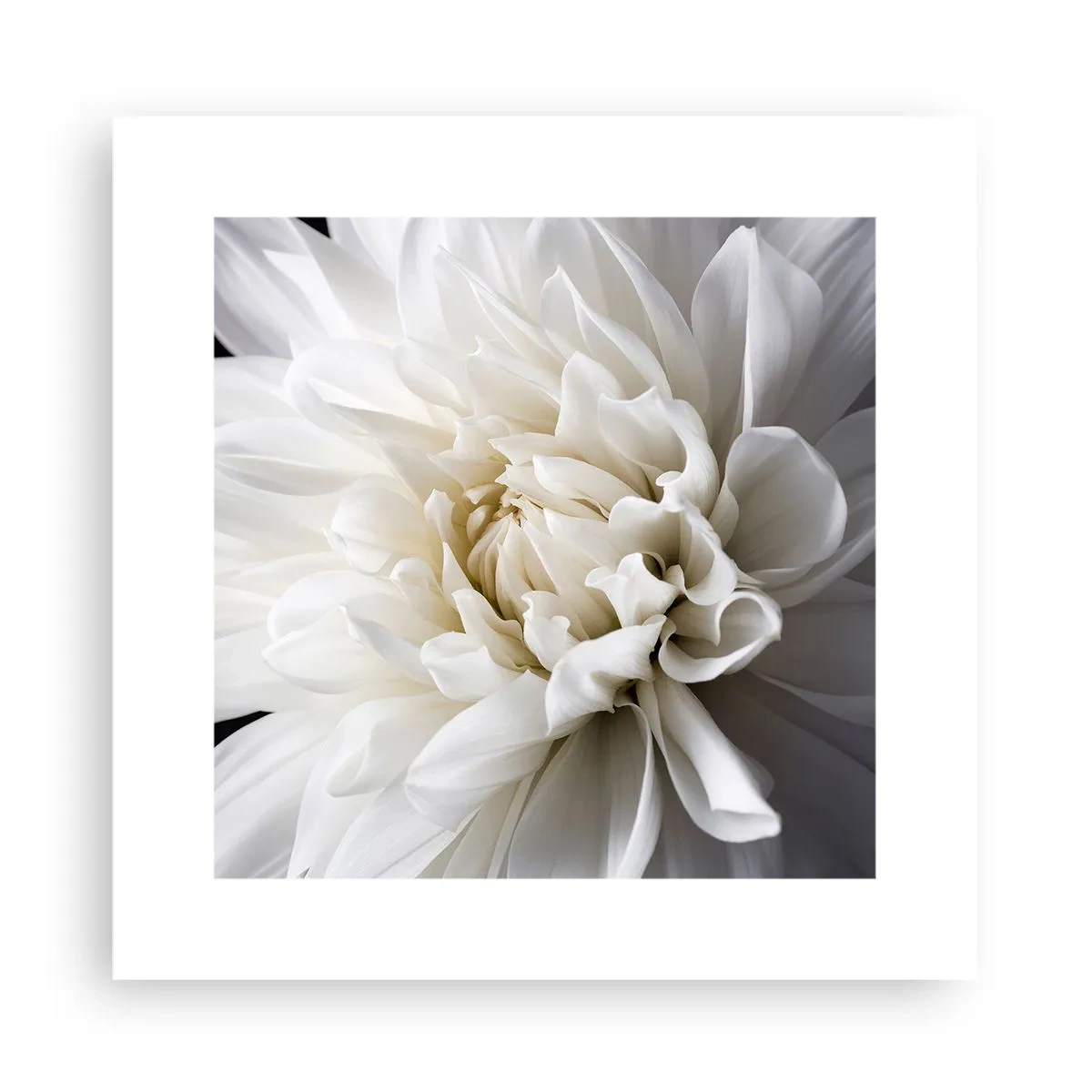 Poster - Il mattino della sposa - 30x30 cm