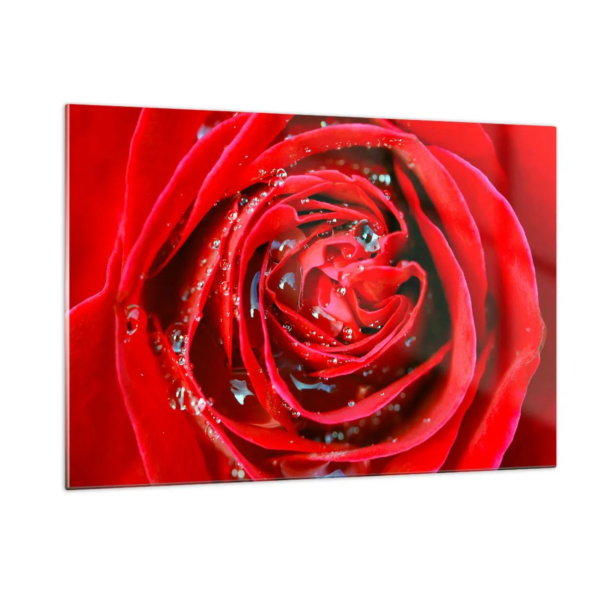 Quadro su vetro - Primo piano di una rosa rossa con gocce di rugiada - 120x80cm - Nelle gocce della rugiada - Decorazione murale moderna per soggiorno e camera da letto ARTTOR