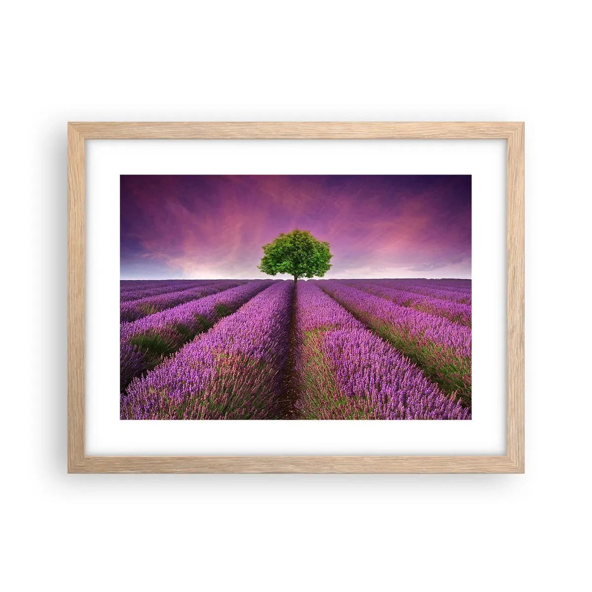 Poster in cornice rovere chiaro - Sui campi di lavanda - 40x30 cm