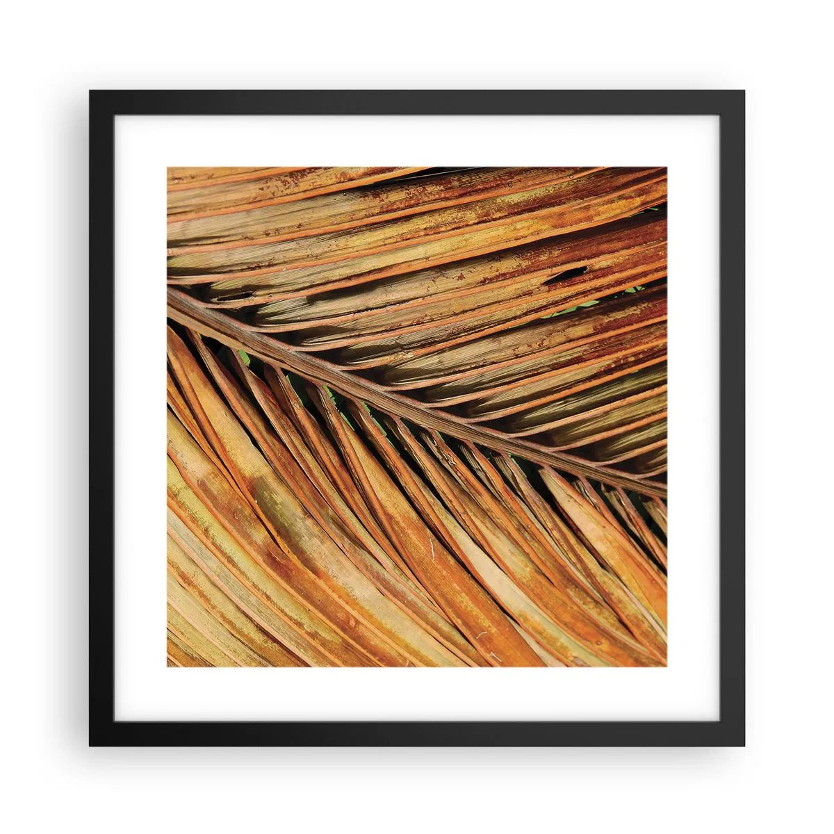 Poster in cornice nera - Oro di cocco - 40x40 cm
