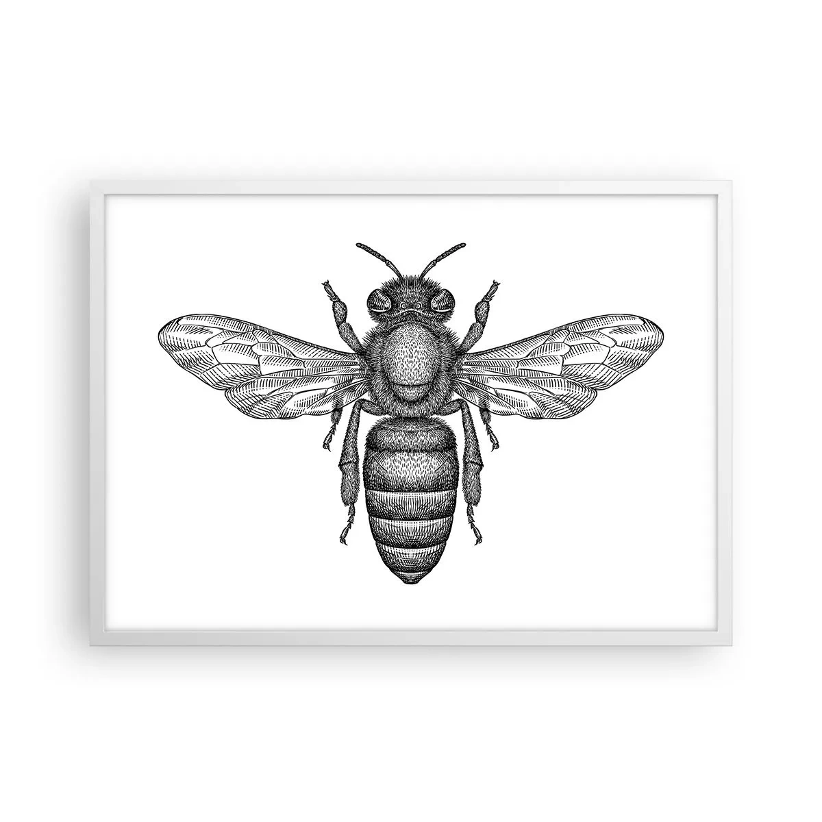 Poster in cornice bianca - Ritratto d'insetto - 70x50 cm